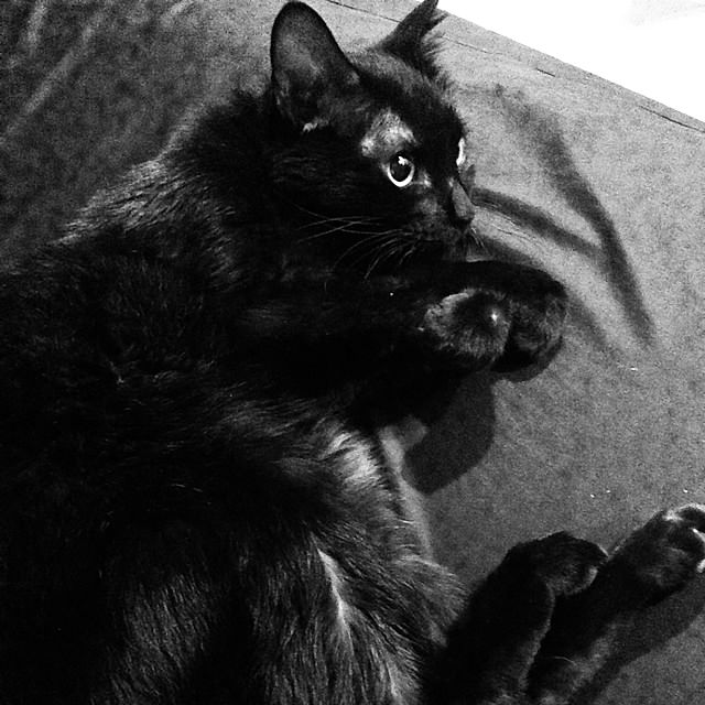 blkさんの実例写真