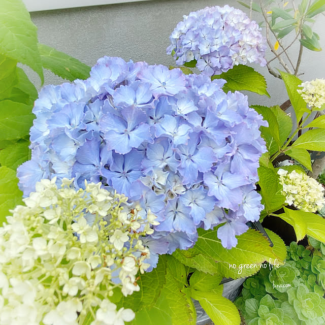 luna.comさんの実例写真