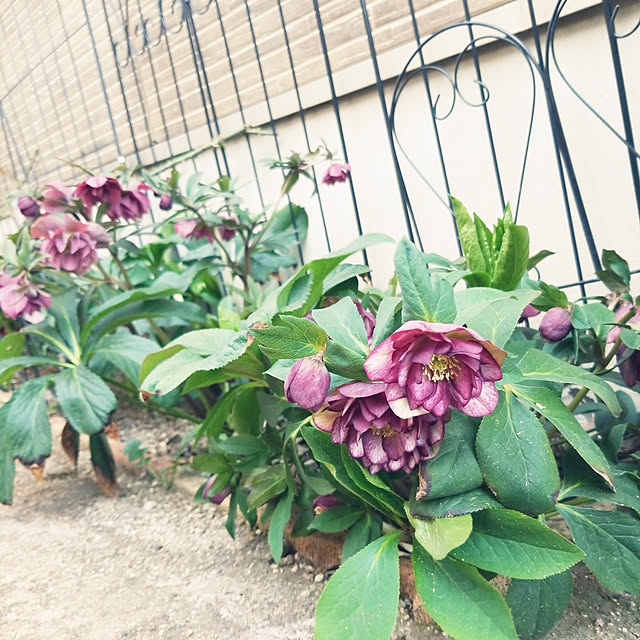 mimi828さんの実例写真