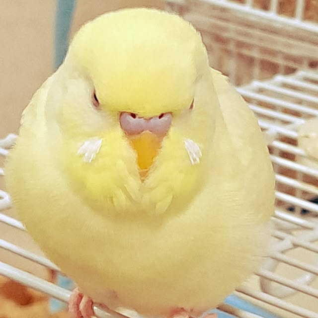 リビング/小鳥/鳥/セキセイインコ/小動物...などのインテリア実例 - 2024-12-20 12:55:09