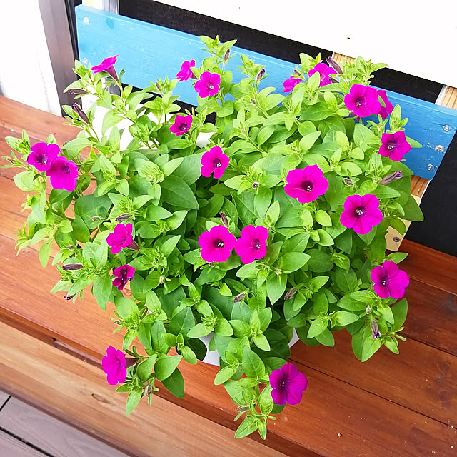 VERANDARJUNさんの実例写真