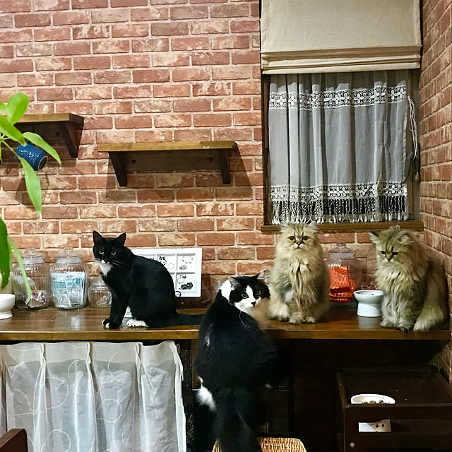 butachanさんの実例写真