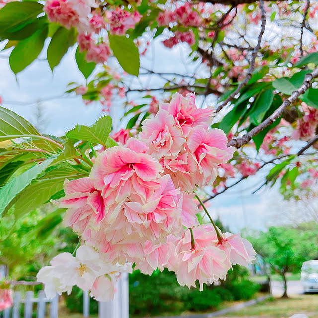 naon_aoさんの実例写真