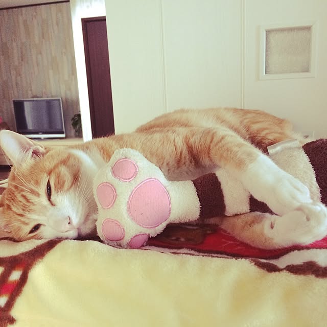 kazuyonさんの実例写真