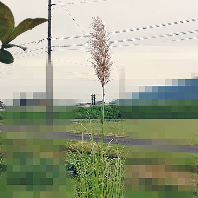 marronさんの実例写真