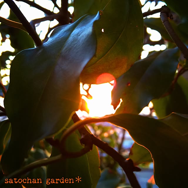 satochanさんの実例写真