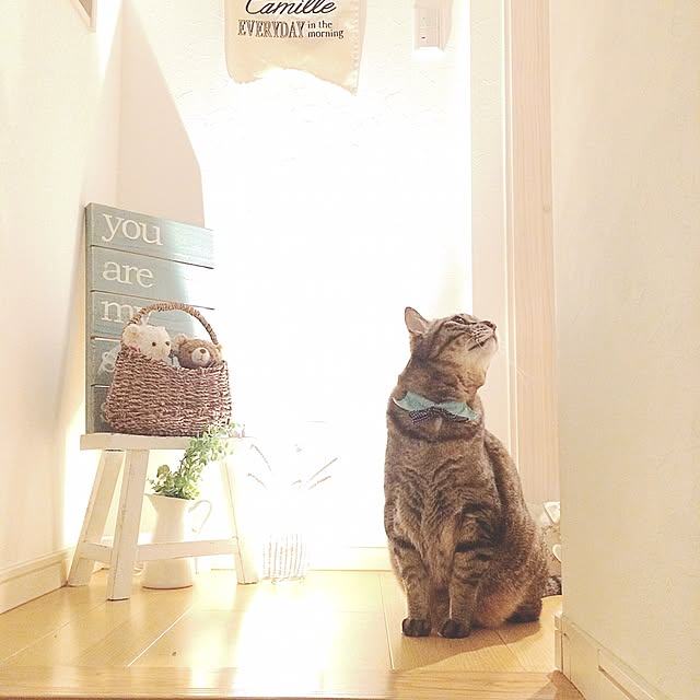 lovecatさんの実例写真