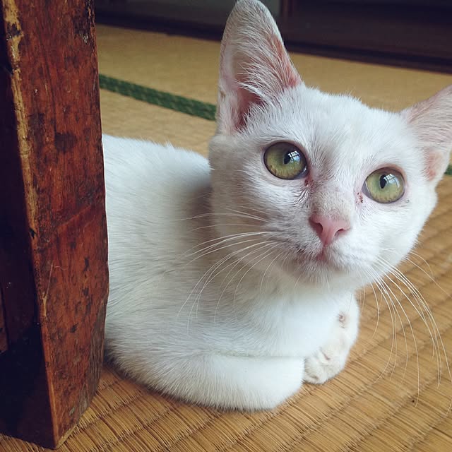 maskcatさんの実例写真