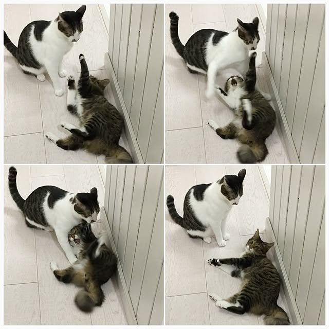 yuchiさんの実例写真