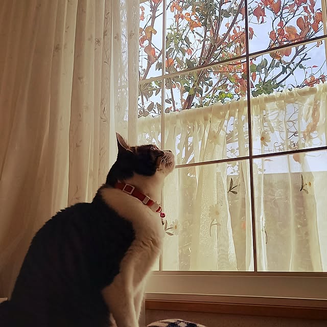 civicglさんの実例写真