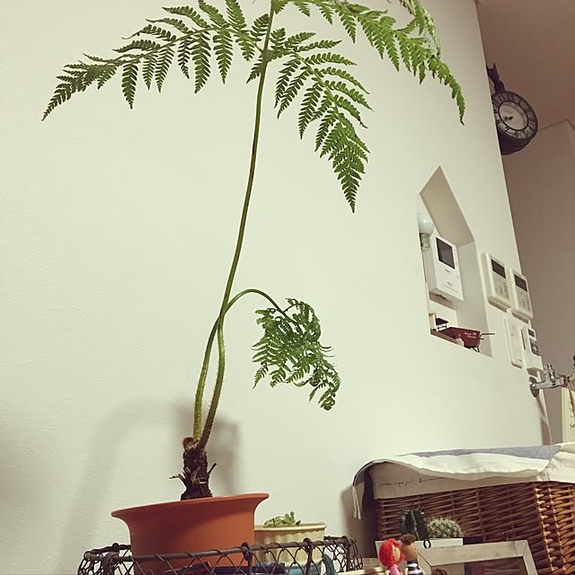3irinaさんの実例写真