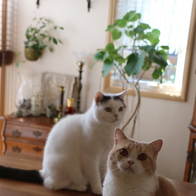 rekomamaさんの実例写真