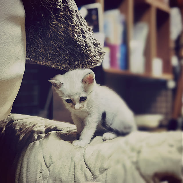 maroさんの実例写真