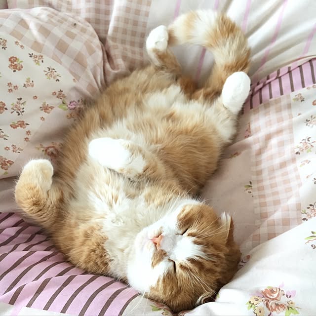 a.さんの実例写真