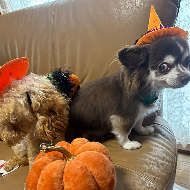 chIoeさんの部屋