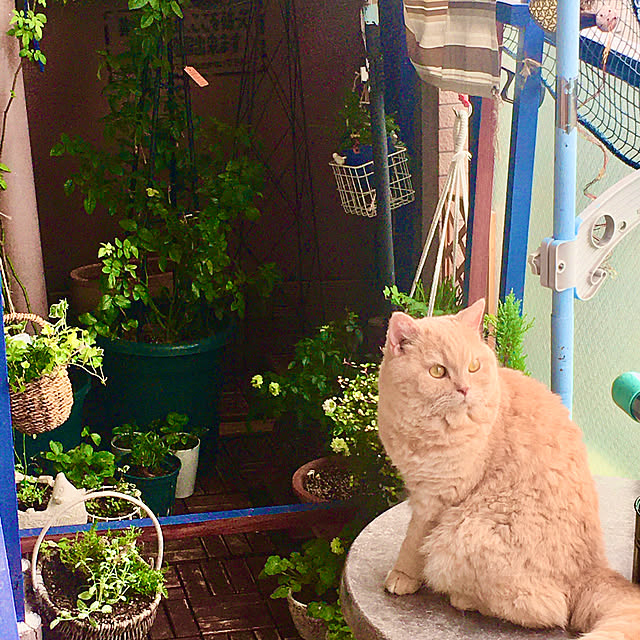 naokoさんの実例写真