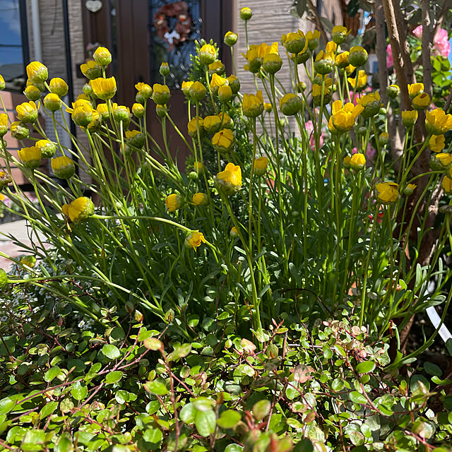 ronronさんの部屋