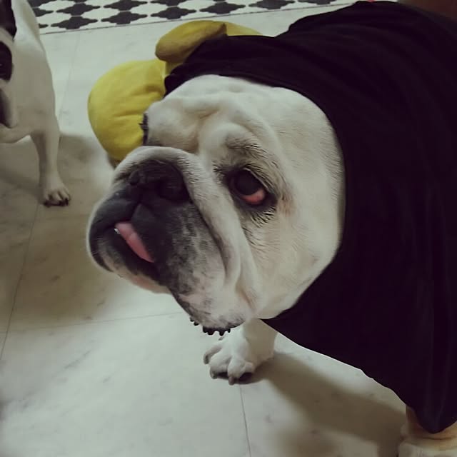 panchobiさんの実例写真