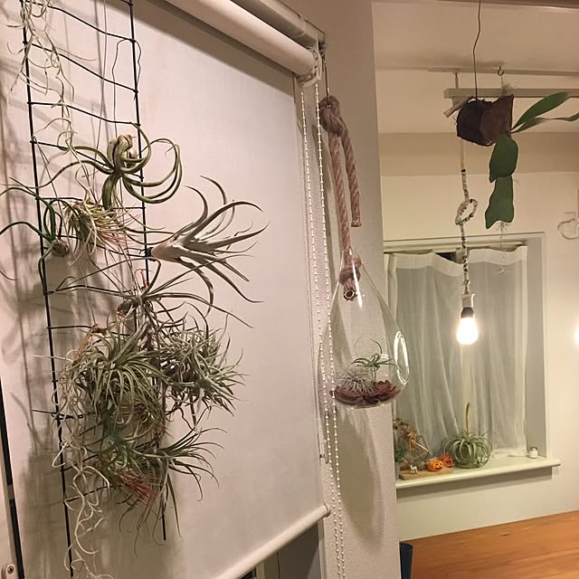 Ladinさんの実例写真