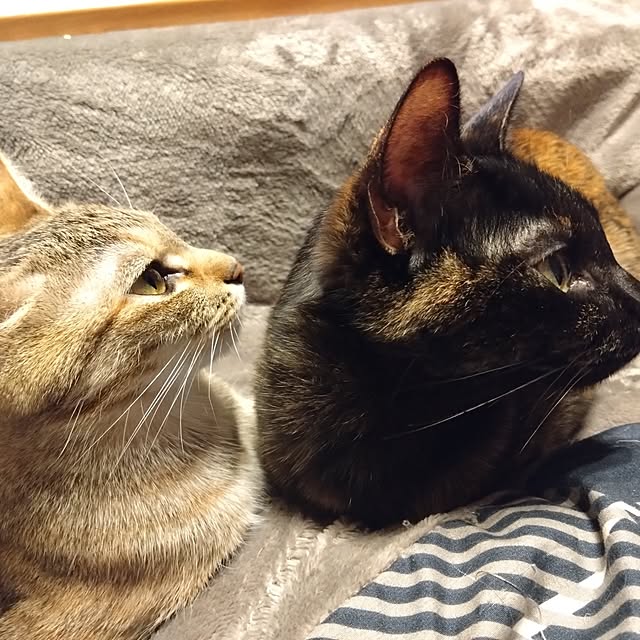 mamekoさんの実例写真