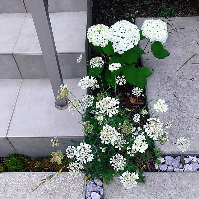 sasiaさんの実例写真