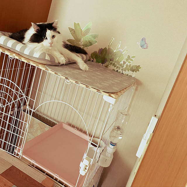 qkaneeさんの実例写真