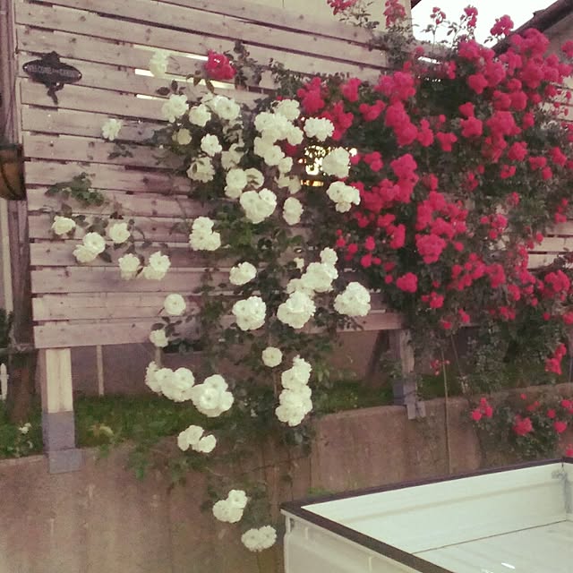 Benriyaさんの実例写真