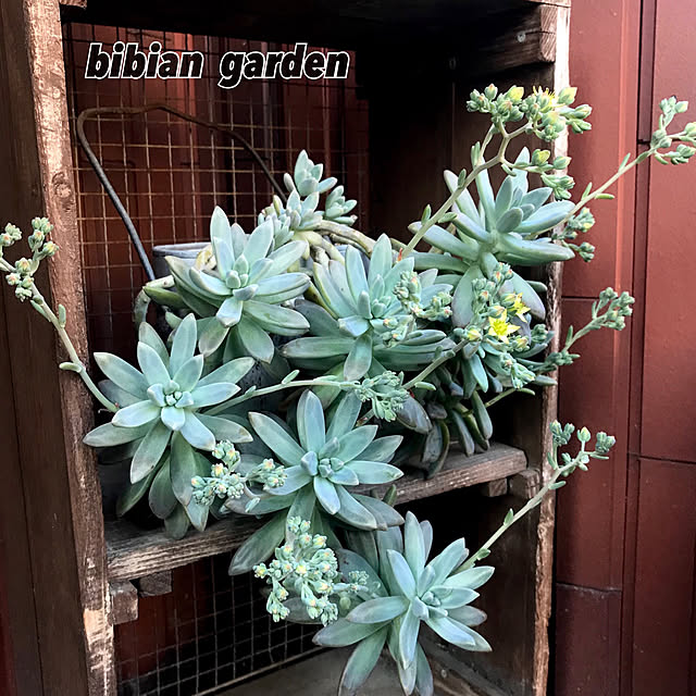 bibianさんの実例写真