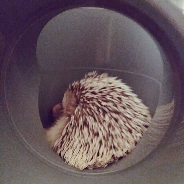 kuruさんの実例写真