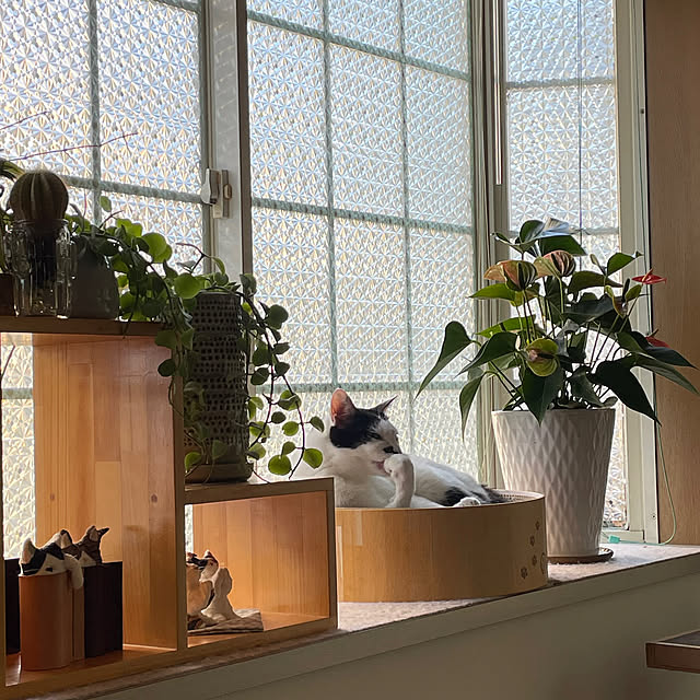 nobikoさんの部屋