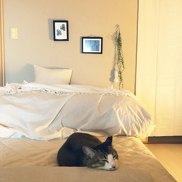 nekomiさんの実例写真