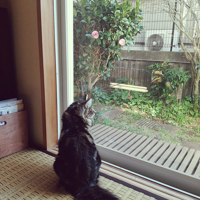 momo-ohanaさんの実例写真