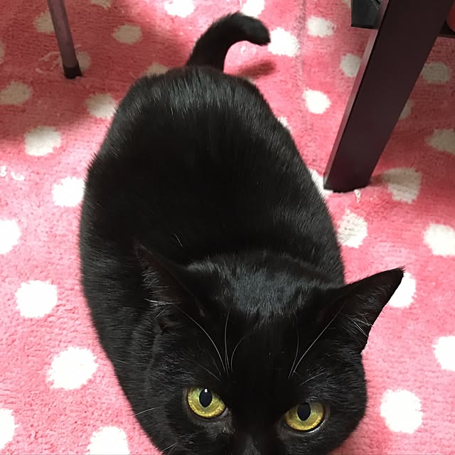 Hecacoさんの実例写真
