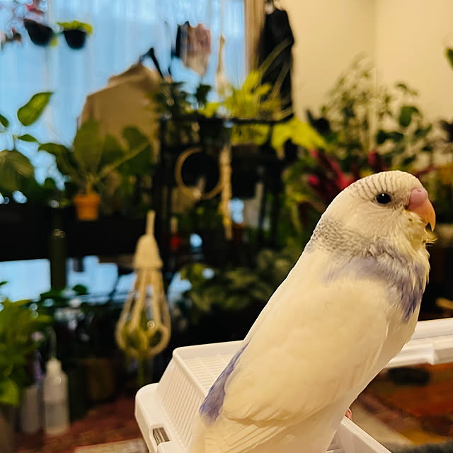 r1.k1.yaさんの実例写真