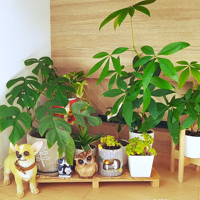 happy_kakakaさんの実例写真