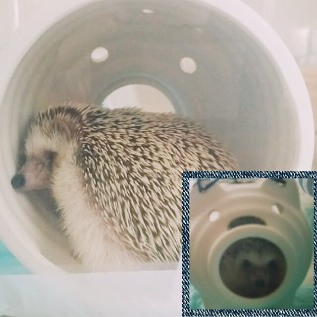 kuruさんの実例写真