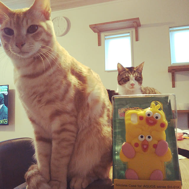 shiiiさんの実例写真