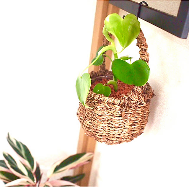 観葉植物 ハートの葉っぱのおすすめ商品とおしゃれな実例 観葉植物 ハートの葉っぱのおすすめ商品とおしゃれな実例