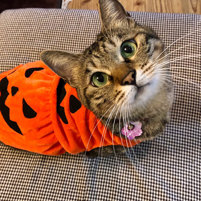 リビング/キジ猫メルモ/ハロウィン/猫のいる暮らし/猫と暮らす家のインテリア実例 - 2023-10-29 22:17:55