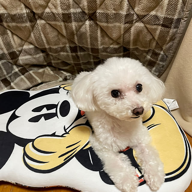 kakoさんの実例写真