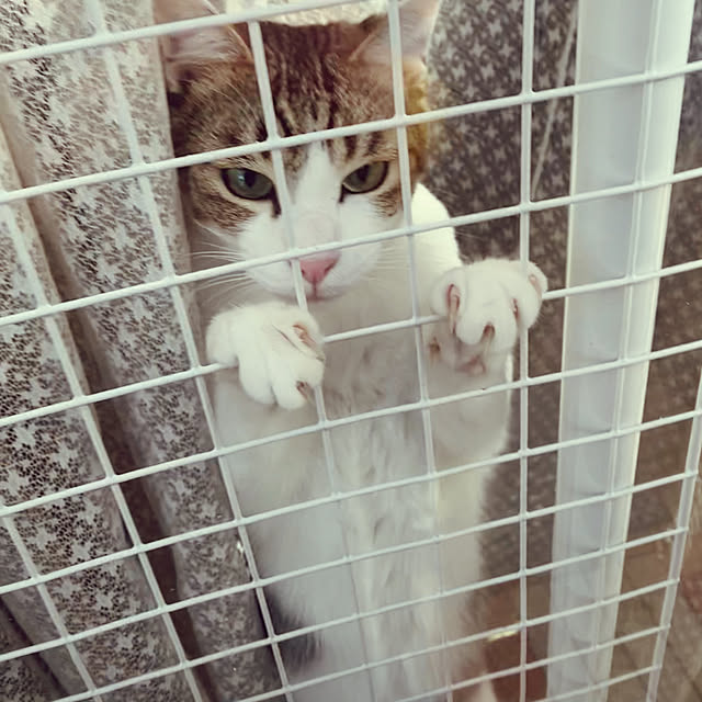 Lufuさんの実例写真