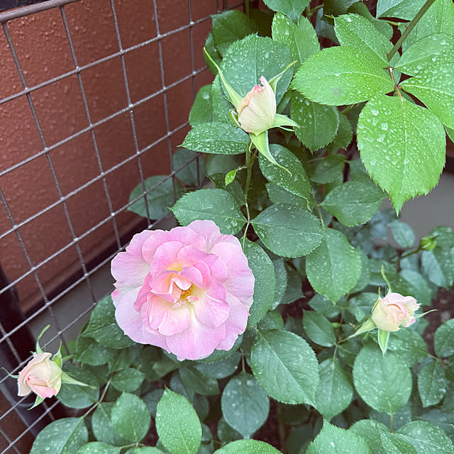 RoseLife5818さんの部屋