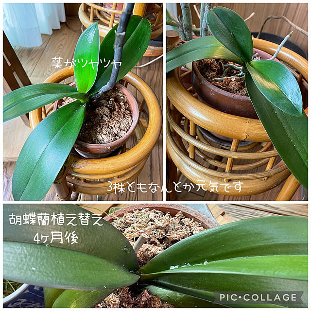 buchiさんの実例写真