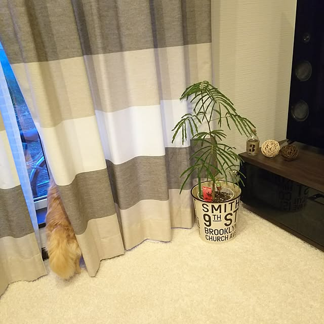 kojikojiさんの実例写真