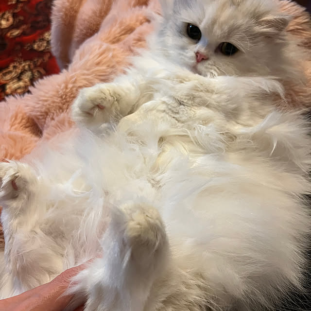 AYUKOさんの部屋