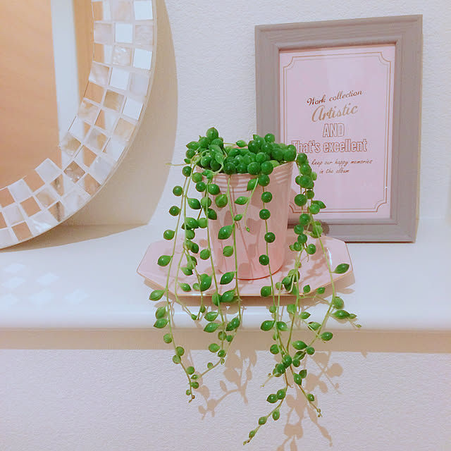 バス/トイレ/多肉植物/ダイソー/ニトリのインテリア実例 - 2019-02-05 20:12:08