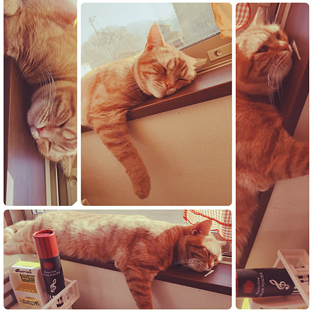 nekoさんの実例写真