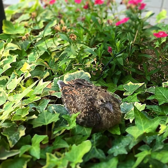 windyさんの実例写真