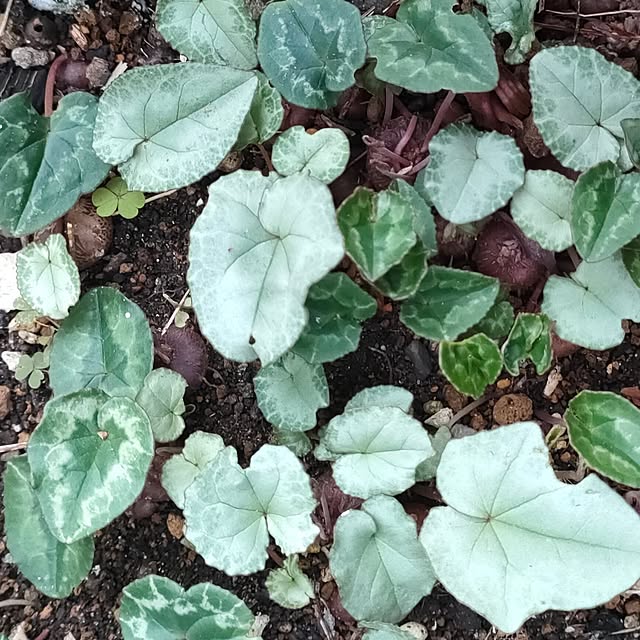 hana-さんの実例写真