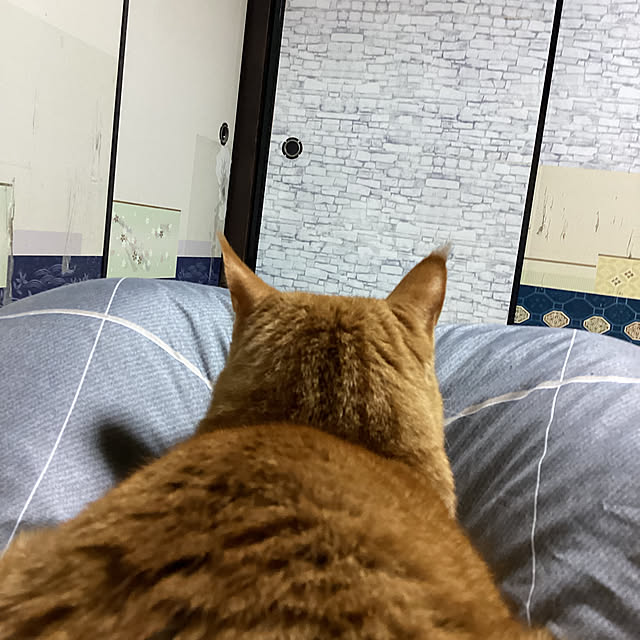 conatuさんの実例写真